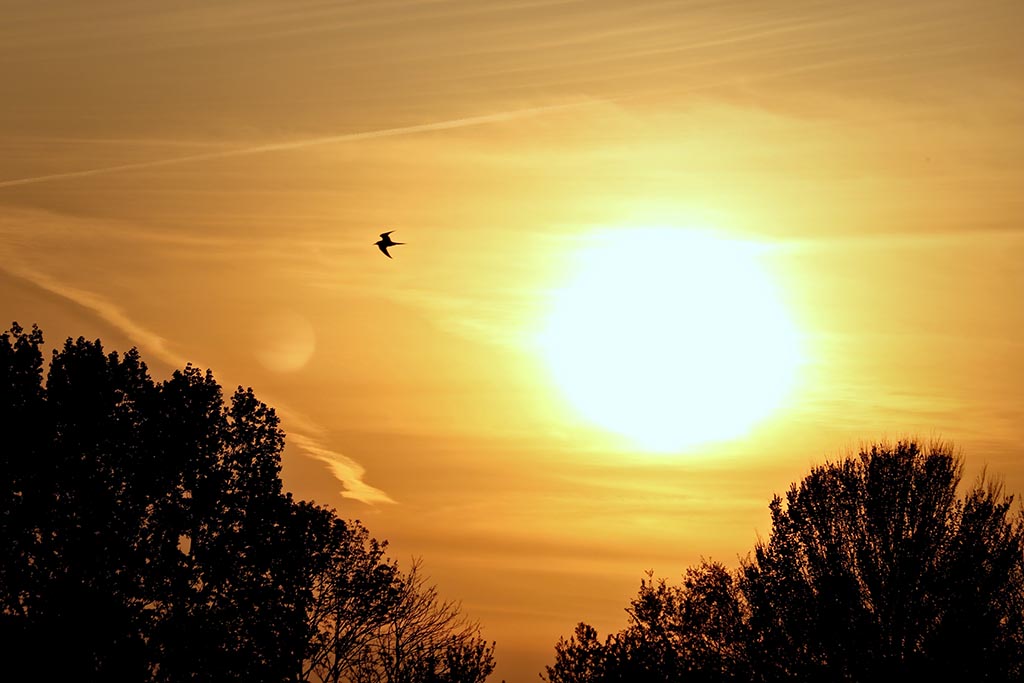 Zonsondergang met silhouet vogel