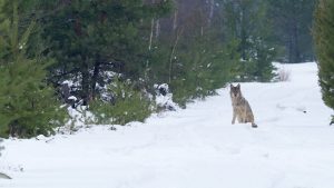 De fraaie natuurfilm WOLF van Cees van Kempen maakt duidelijk hoe belangrijk de terugkeer van de wolf is voor een evenwichtige natuur.