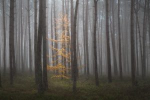 Een felgele lariks in een bos dat vooral bestaat uit grove dennen. Sterke contrasten wat betreft vormen en kleuren in een bos dat sfeervol gemaakt wordt door dichte mist.
