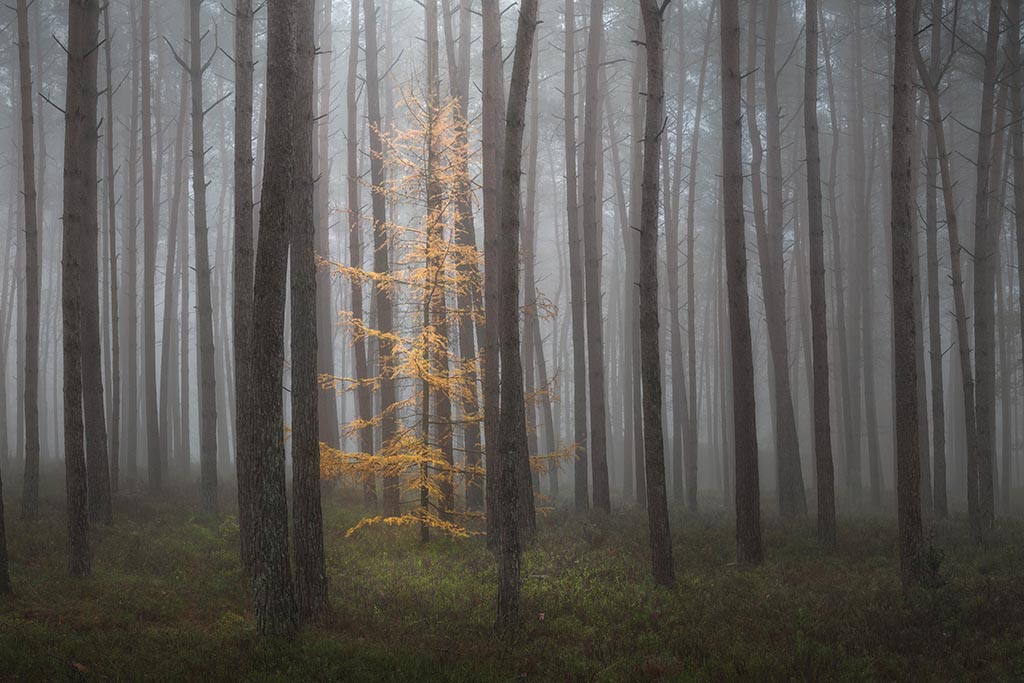 Een felgele lariks in een bos dat vooral bestaat uit grove dennen. Sterke contrasten wat betreft vormen en kleuren in een bos dat sfeervol gemaakt wordt door dichte mist.
