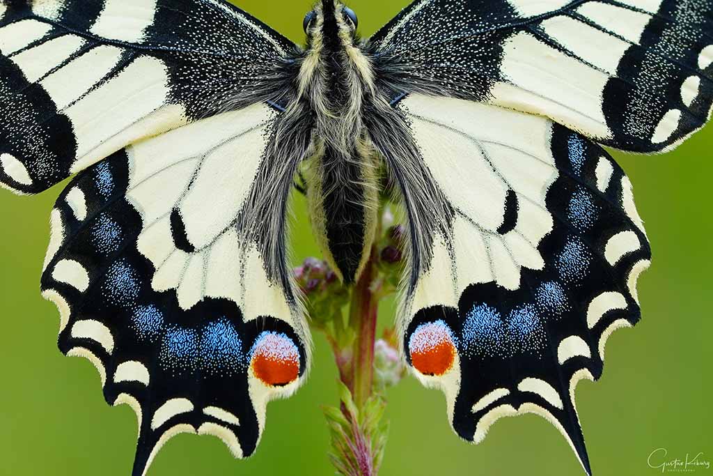 Vlinderfotografie