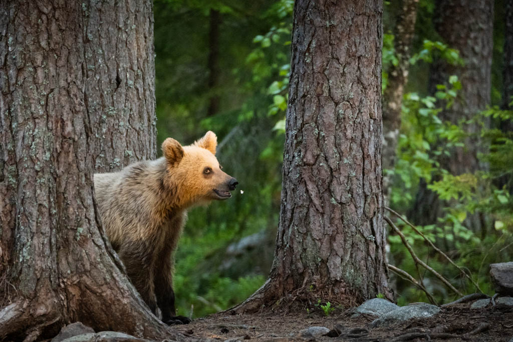 In Midden-Zweden leven veel beren. Je komt ze zelden tegen, omdat ze op veilige afstand blijven van mensen. Vanuit speciale hutten leg je deze indrukwekkende dieren vast.