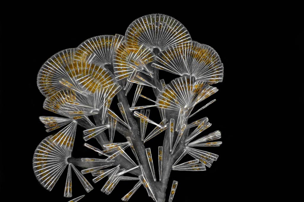 Licmophora flabellate, koloniale diatomeeën.