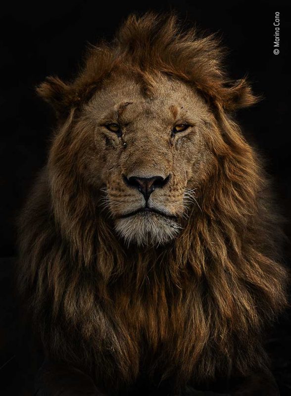 "Portrait of Olobor" Dit imposante beeld van een leeuw in Kenya won tevens een eervolle vermelding.