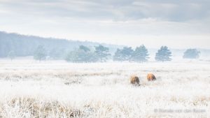 Hooglanders in een fris winters landschap.