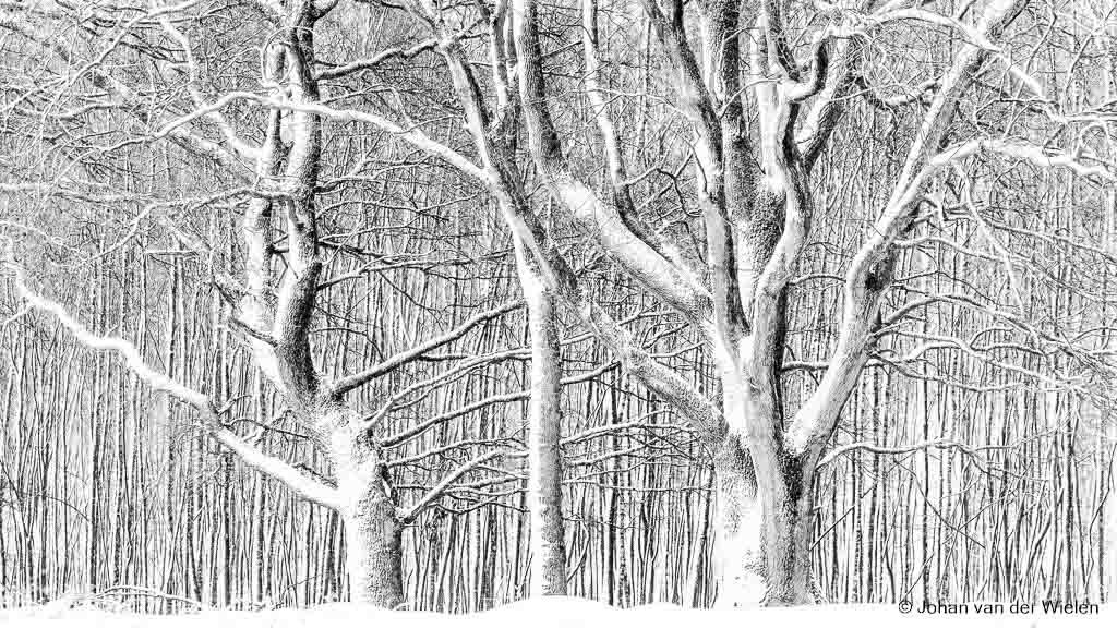Sneeuw en wind zorgen voor pentekening achtige structuren op bomen. Deze drie beuken staan voor een berkenbosje wat het grafische geheel nog verder versterkt.