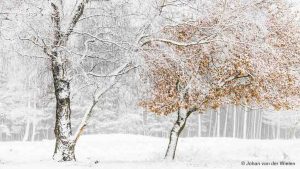De sneeuw zorgt voor afwezigheid van kleur en tegelijk voor een pentekening achtige omlijsting van bomen. Gelukkig houden eenzame beuken nog hun dorre bladeren vast voor de oranje teint.