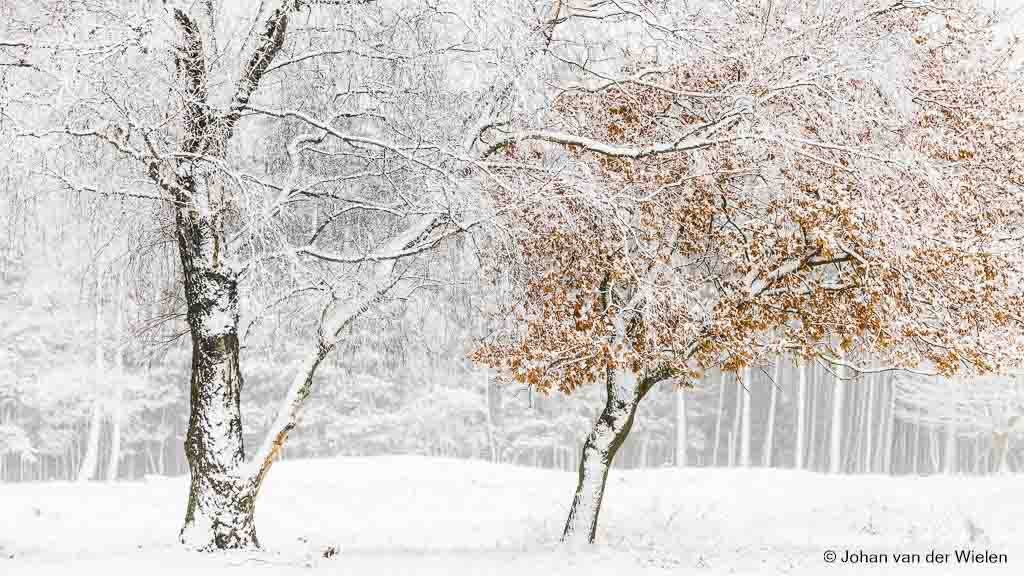 De sneeuw zorgt voor afwezigheid van kleur en tegelijk voor een pentekening achtige omlijsting van bomen. Gelukkig houden eenzame beuken nog hun dorre bladeren vast voor de oranje teint.