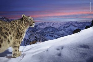 Dit droombeeld "World of the snow leopard" werd winnaar van de Peoples Choice Award.