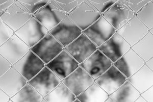 Een onscherpe foto van een wolf achter een hek. Dit is een foto met een boodschap. Ben je voor of tegen de wolf? Voor een beperkte scherptediepte is een grote diafragma opening gebruikt. Om de wolf wat dreigender te maken, is de foto omgezet in ZW. 155mm, 1/500s bij f2.8; ISO 1600.