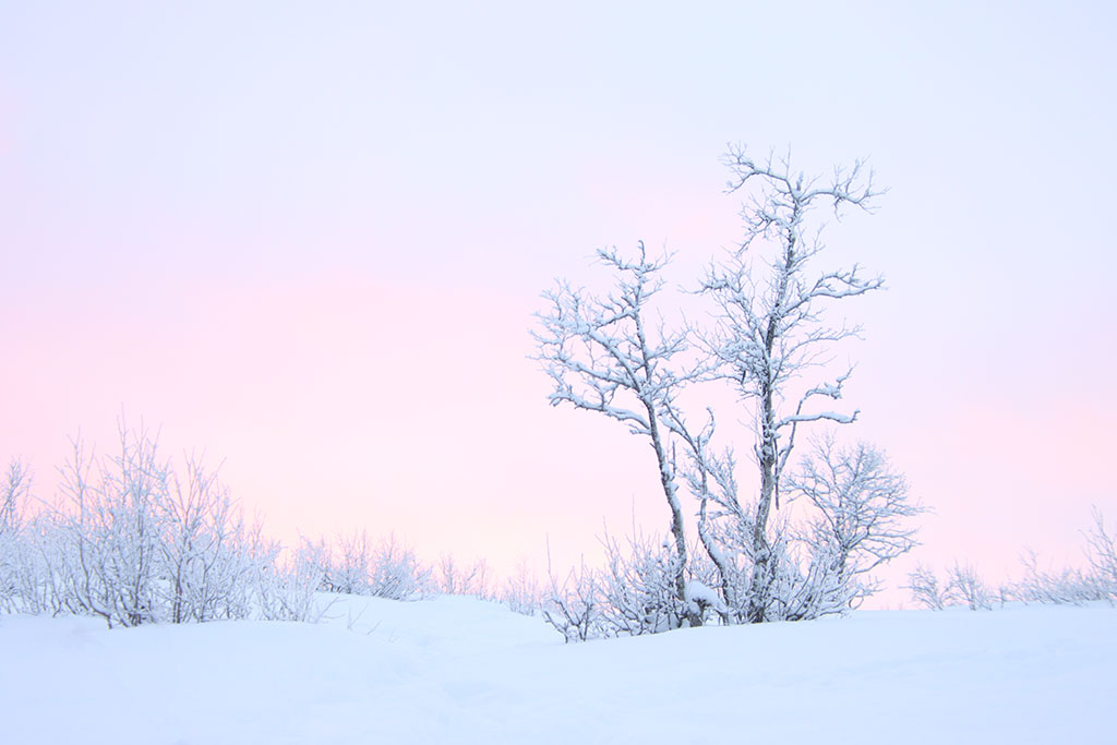 winterwonderland in Lapland