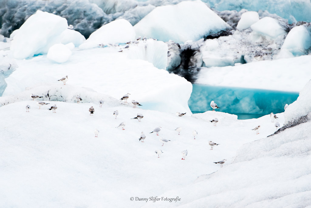 Het barst van het leven rondom de ijsschotsen in het Jökulsárlón meer. Vele vogels en zeehonden hebben we gezien.