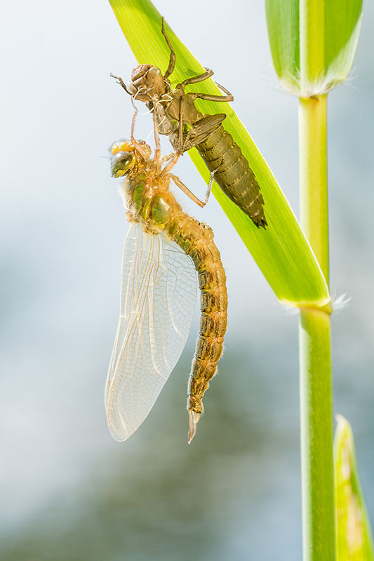 De glassnijder is één van de eerste grote libellen die uitsluipt in het voorjaar.