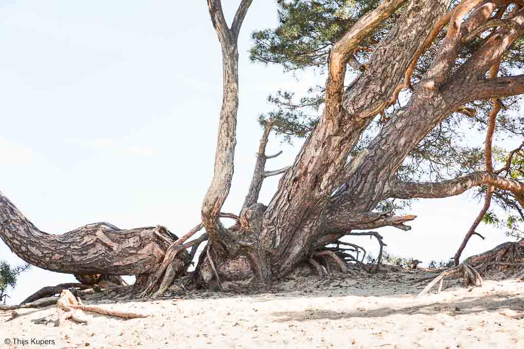 Een high-key foto van dezelfde scene. De aandacht gaat nu niet meer uit naar het zand, maar vooral naar de boom met zijn bijzondere structuur, bast en wortelgestel.