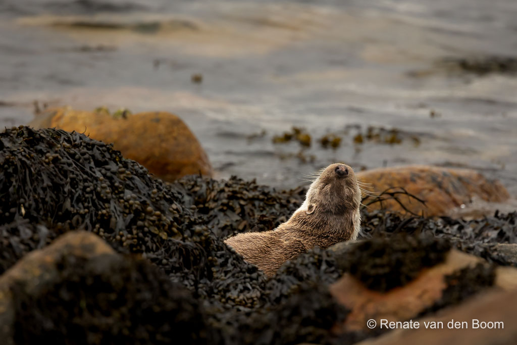 Een otter in Shetland rust uit na flink wat vis verorberd te hebben