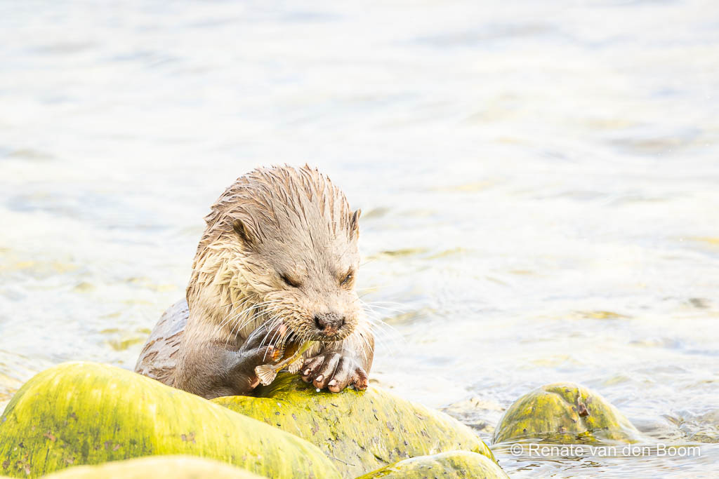 Met welke prooi komt de otter aan wal en welke eet hij in het water?