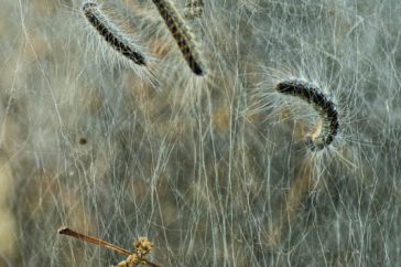 6. De rupsen leven in een enorm spinsel, bij tegenlicht zijn de draden goed te zien.