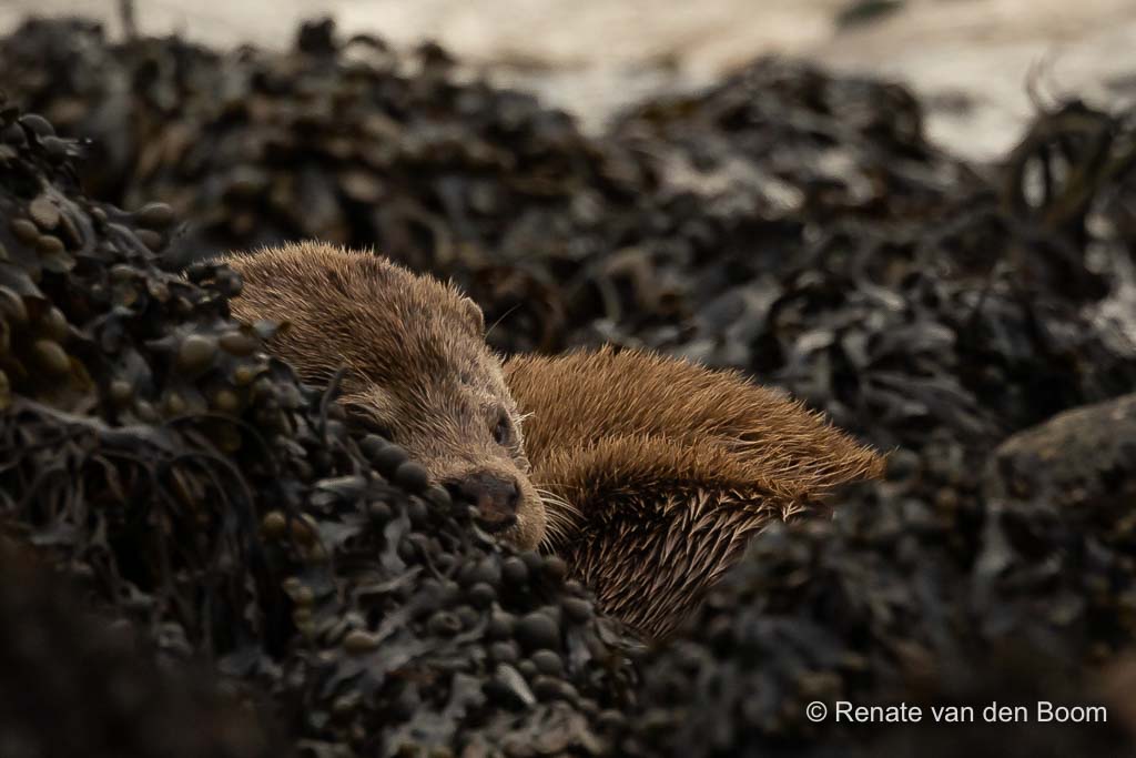 Voor onze ogen valt de otter in slaap. Wat een prachtig dier!