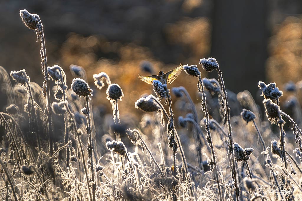 Nog een voorbeeld van planning, de zonnebloemen staan er jaarlijks, het wachten is op vorst en rijp, dan komen de vogels vanzelf. Door vaak in dit gebied te komen weet ik waar de zon opkomt en op welk tijdstip tegenlicht ontstaat.