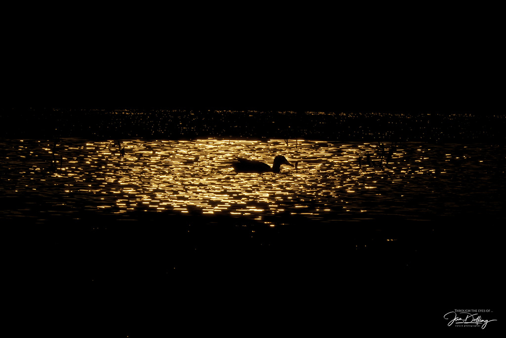 Een volledig planbare opname, elke avond schijnt het laatste zonlicht zo in de waterplas. Het is een kwestie van vaak terugkomen tot de eend zich in het licht bevindt.