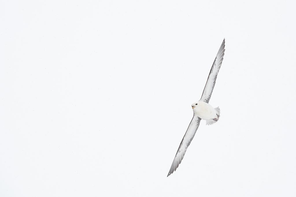 Originele foto van een stormvogel tegen een grauwe lucht.