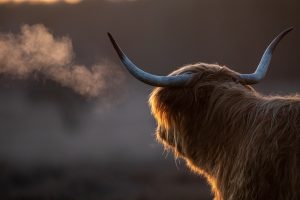 Een Schotse hooglander tijdens een mooie ochtend op de heide.