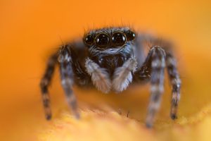 In deze foto van de springspin komt alles samen; de ogen van de spin zijn scherp en de kleur van de wimpers komt terug in de oranje achtergrond.