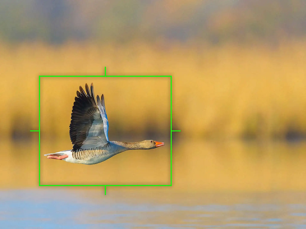 De ‘Intelligent Subject Detection AF’ in de Olympus OM-D E-M1X kan vogels herkennen.
