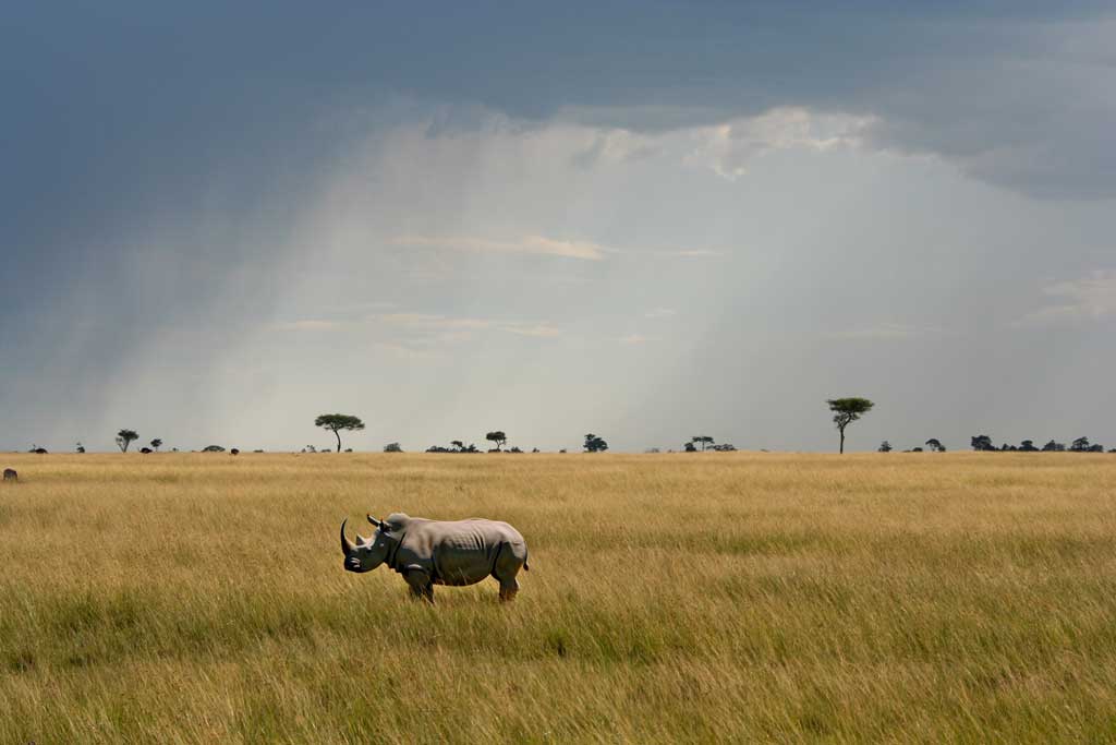 In deze lege savanne tekende Photoshop een (niet helemaal overtuigende) neushoorn. De grassprietjes voor het dier zijn er door AI bij gedacht.