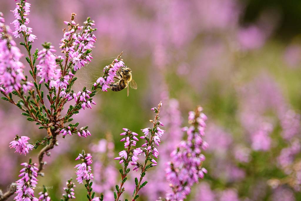 Close up van struikheide. Niet alleen natuurfotografen worden aangetrokken tot de fijne roze en paarse bloemetjes.