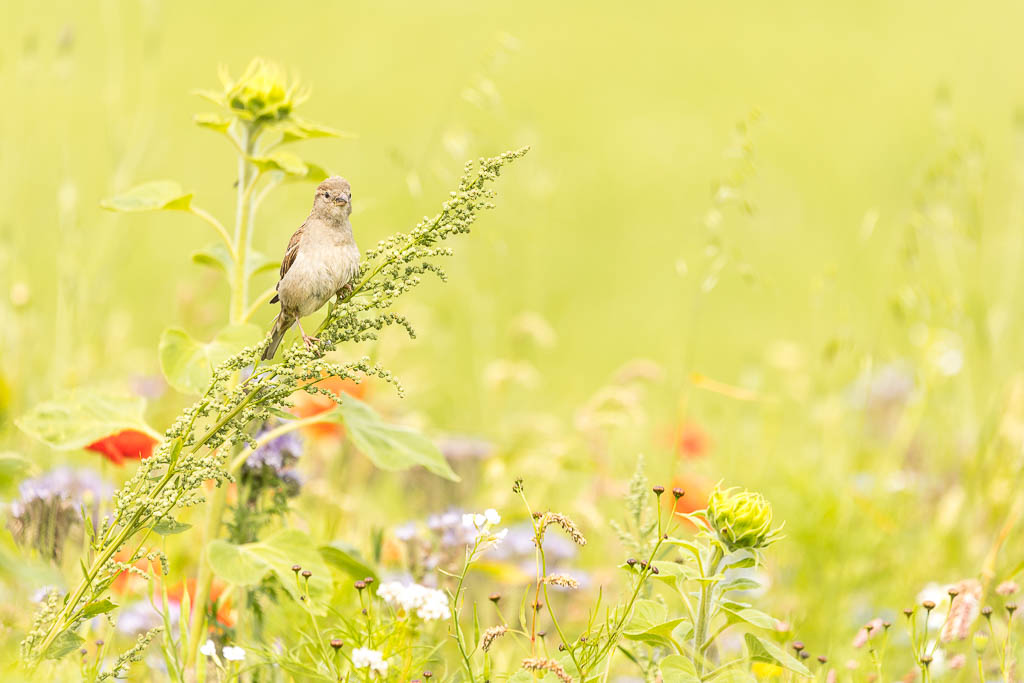 Er is geen betere natuurgenezer dan de combinatie van buiten zijn in het frisse groen, bloeiende bloemen en een bonusvogel.