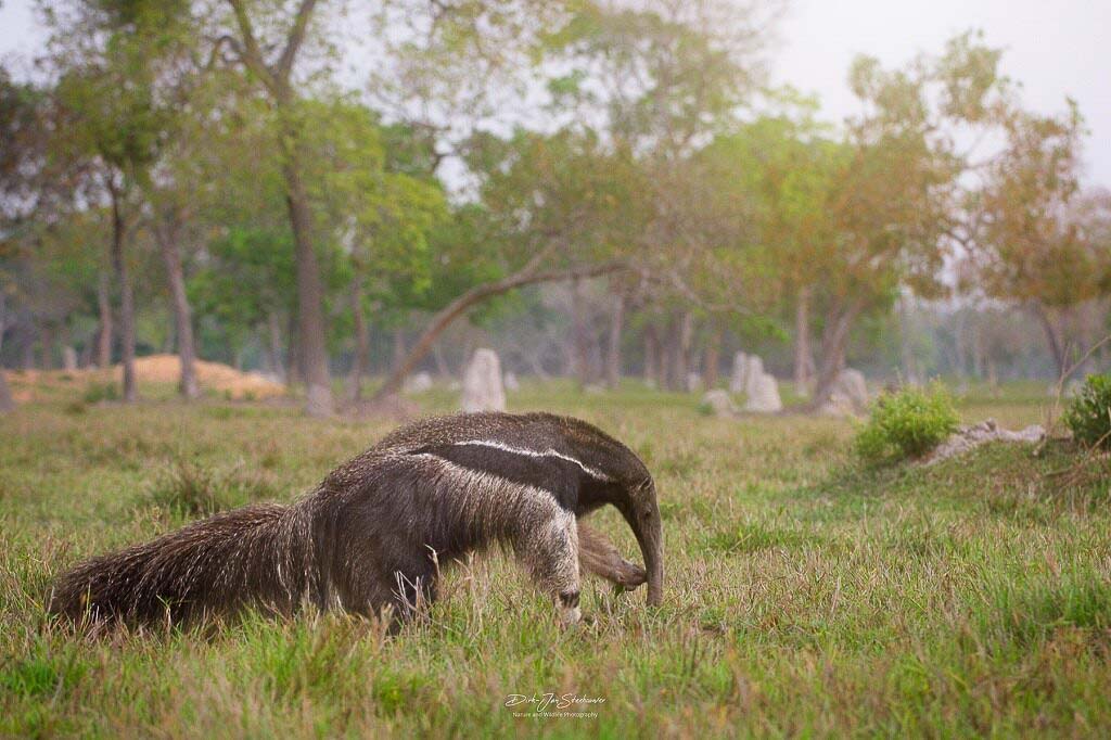 Fotografeer de reuzenmiereneter in de Pantanal.
