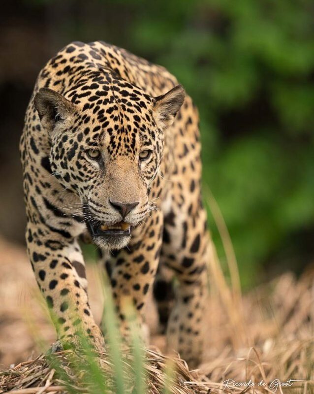 De imposante jaguar in de Pantanal.
