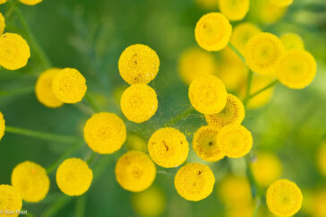 Recht van boven vormen de ronde bloemhoofdjes een wat abstract patroon van gele schijfjes.