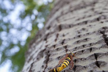 Hoornaarvlinders op een van hun favoriete bomen, de grauwe abeel.