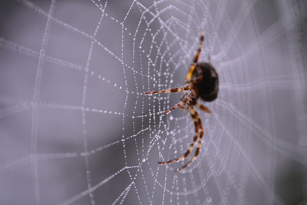Herfst is ook de tijd van de spinnen en spinnenwebben.