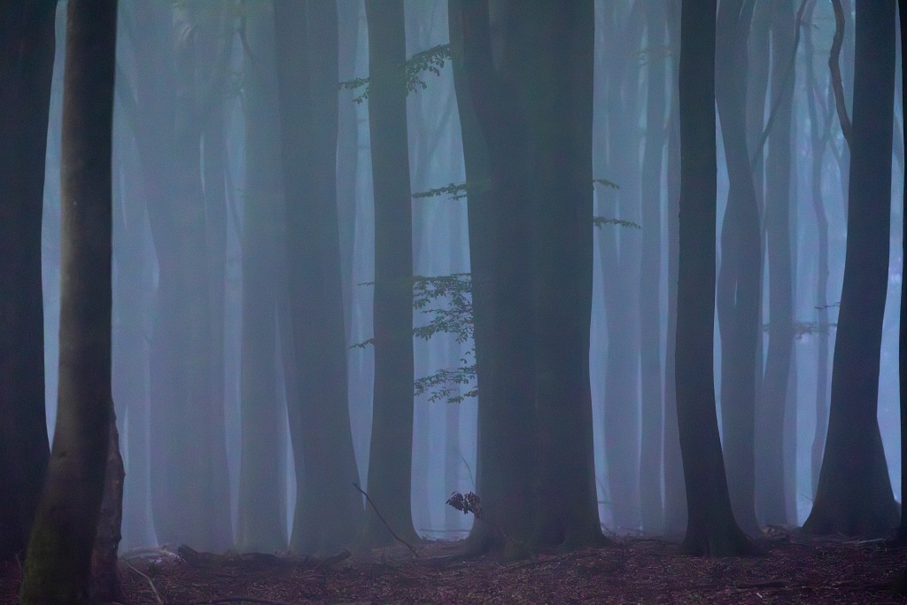 De mist in het beukenbos zorgt voor een mystieke sfeer