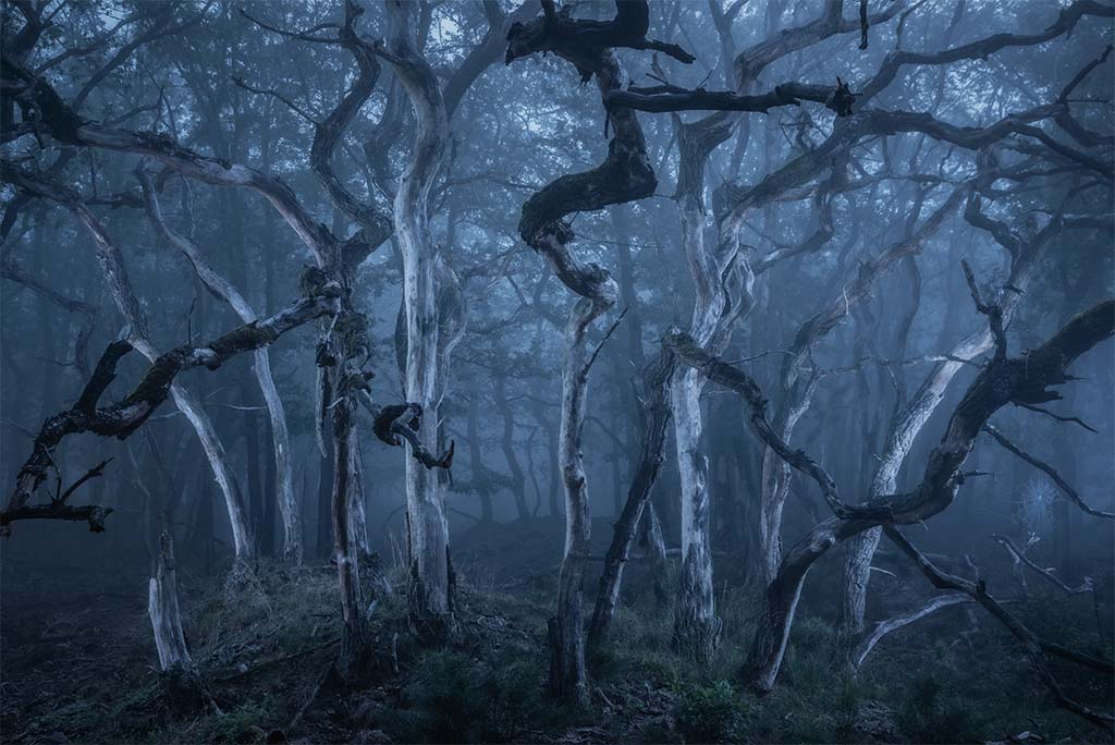Haunted forest. Dit idee werd gedreven door mijn fascinatie voor mystieke landschappen, zoals die worden getoond in films als The Lord of the Rings. Mysterieus, verstillend, maar ook onheilspellend.
