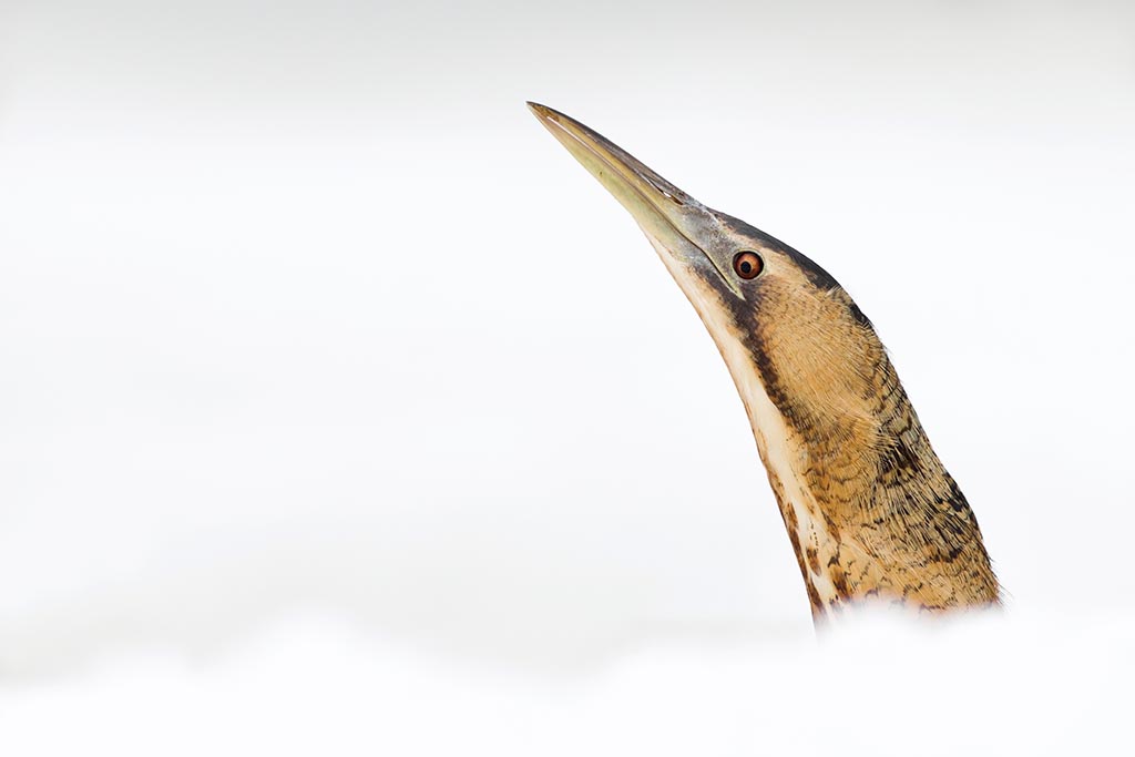 In het geval van vogels is een portret van opzij meestal geslaagder dan van voren. Van die kant maakt een vogel ook oogcontact, wat het gevoel van interactie versterkt. Roeselien Raimond, 28 december; 300 mm; 1/250s bij f/5; ISO 400.