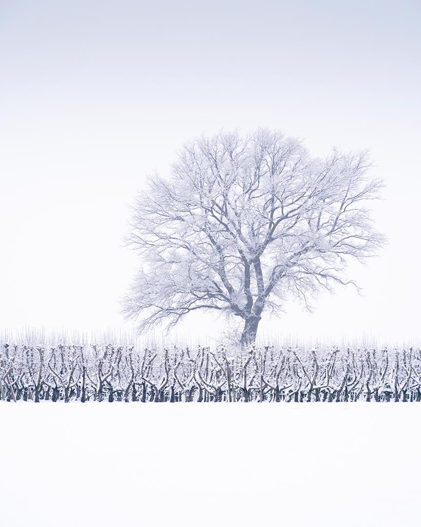Sneeuw en een grijze lucht vormen een interessant canvas voor minimalistische landschapsfoto’s. De laagstam-perenboompjes hebben allemaal eenzelfde vorm en vormen daarmee een rustig element, waar een grote boom vervreemdend boven uittorent. Bob Luijks, 21 januari; 193mm; 1/160s bij f/11; ISO 500.