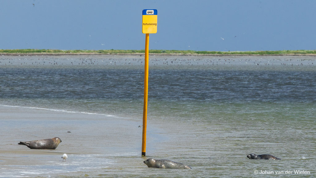 Terwijl het water al bijna helemaal is verdwenen bij de bushalte blijven zeehonden vanuit de Waddenzee aankomen.