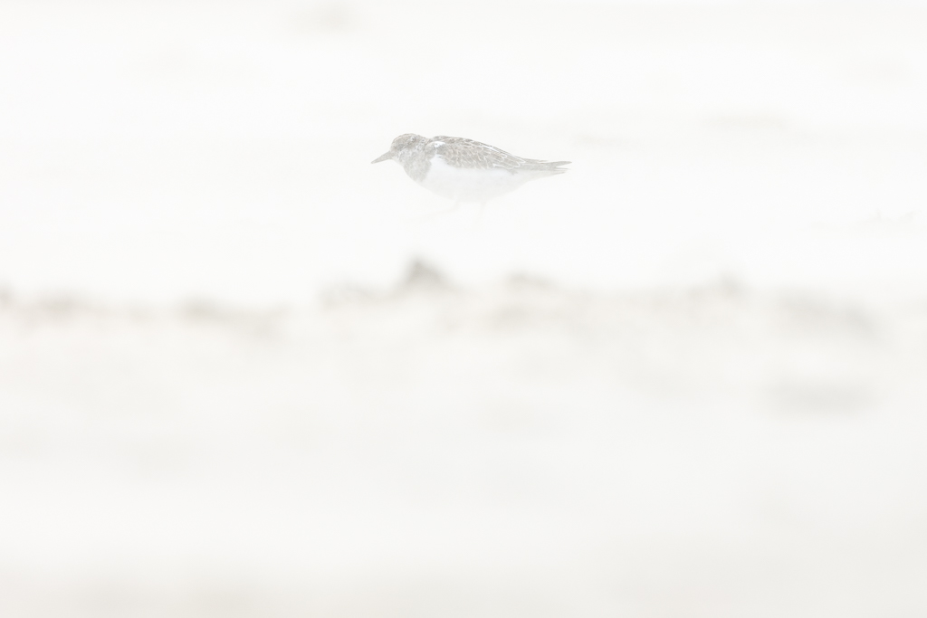 Steenloper in een zandstorm.