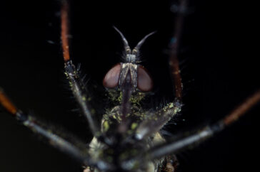 De onderzijde van een grote dansvlieg, waarbij de facetogen goed te zien zijn