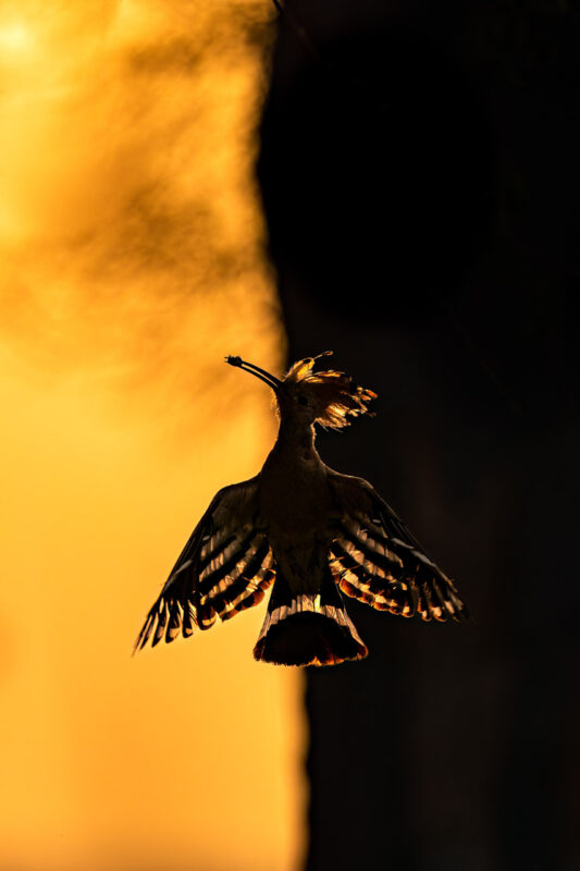 Winnaar categorie vogels "Dawn's Whispers_ Graceful Hoopoe Silhouette at Sunrise".