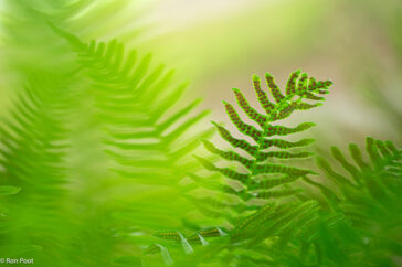 Door de vegetatie heef fotograferen geeft een wazig en mystiek beeld.