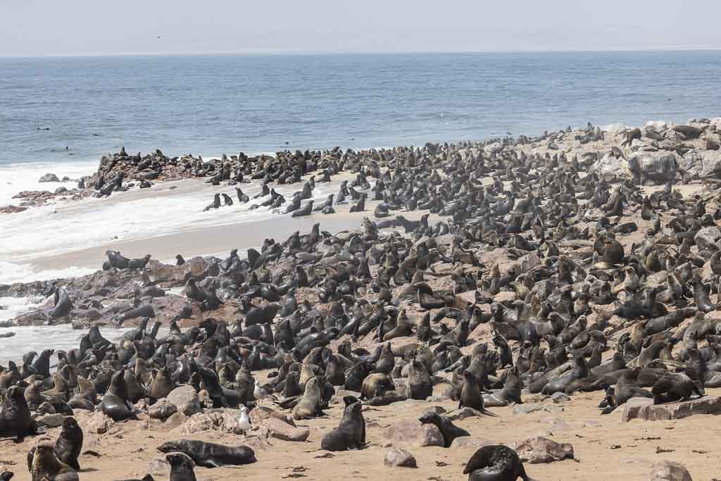 Cape Cross, de grootste kolonie Kaapse zeeleeuwen van Namibië