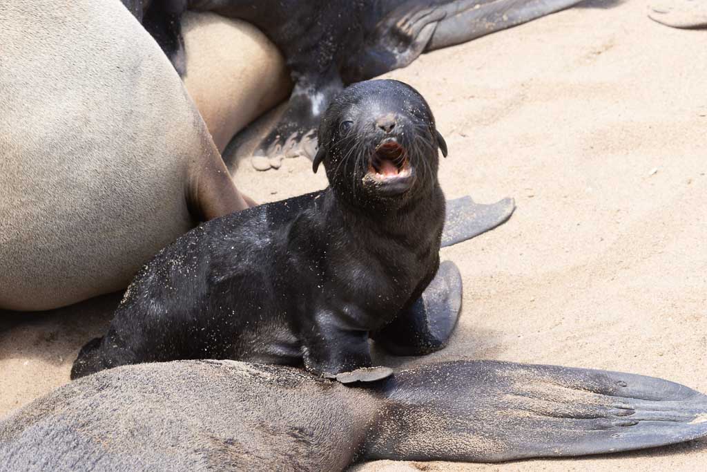 Jonge Kaapse zeeleeuw roept om zijn moeder