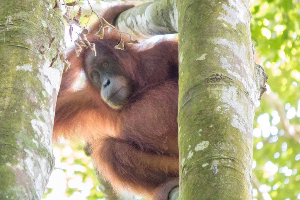 De autofocus bleef hier scherpstellen op het takje dat voor de orang oetan zit. De oplossing om de ogen scherp te krijgen was dus om manueel te focussen.