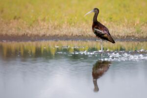 De ‘local celebrity’; de zwarte ibis van de Nieuwe Driemanspolder.