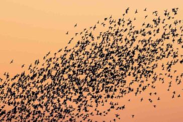 Grote groepen smienten vliegen met zonsondergang terug naar de weilanden om te gaan foerageren en slapen.